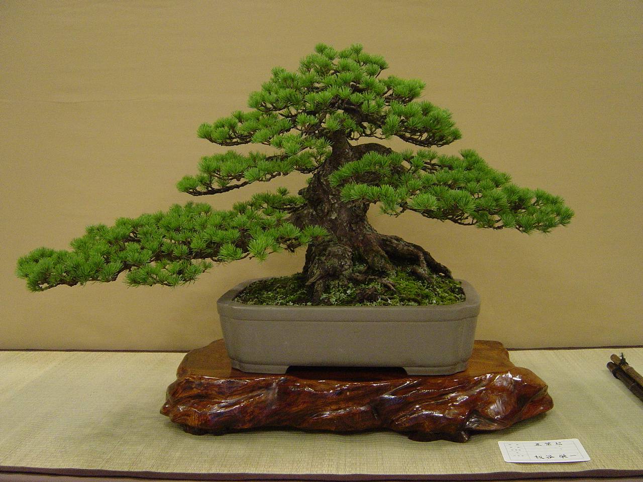 Traditional Japanese arts: the cultivation of Bonsai