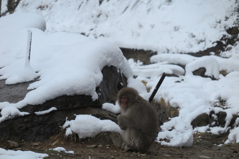 macaque jigokudani