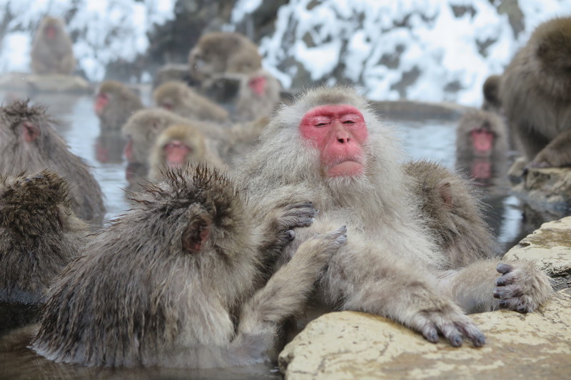 monkeys in jigokudani