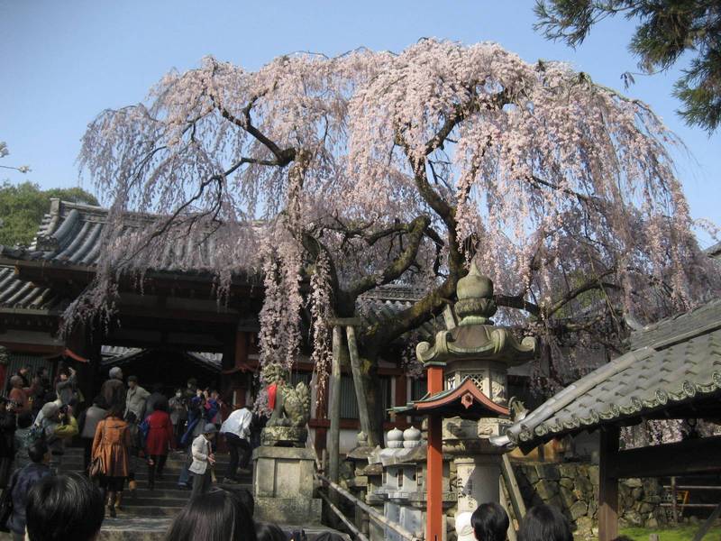 himuro shrine jinja nara sakura hanami