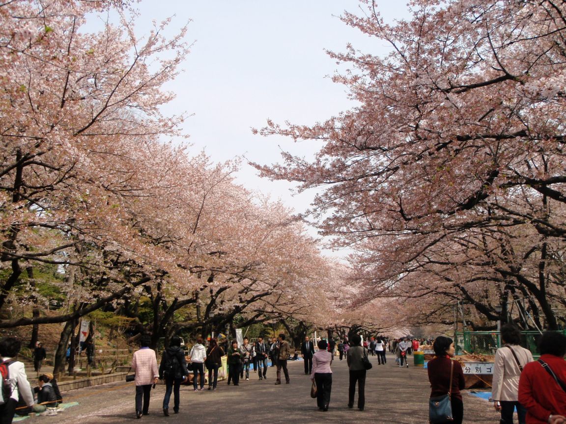 Wisata Musim Gugur Di Jepang Bikin Bulan Madu Lebih Romantis