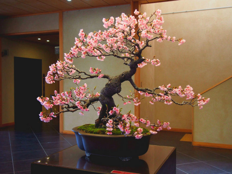 bonsai sakura