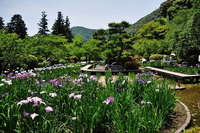 shiroyama iris garden in iwakuni