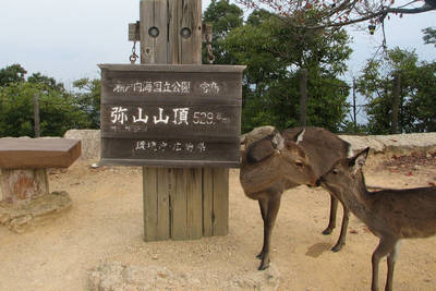 deers at miyajima