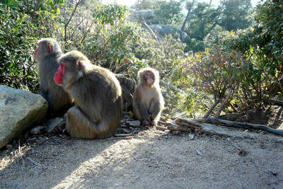 monkeys at miyajima