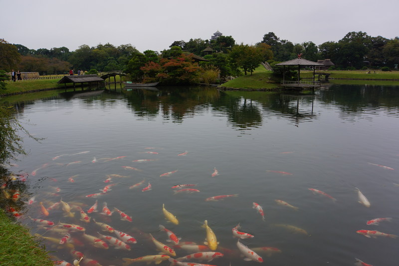 okayama korakuen garden's pond and carps
