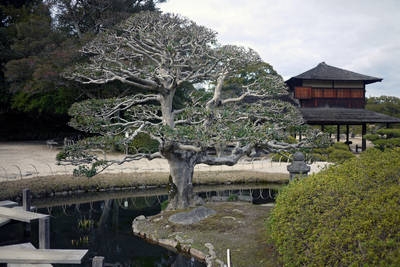 korakuen garden in okayama close-up of tree