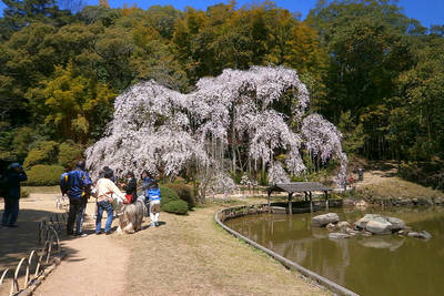 okayama sogenji temple's big sakura tree