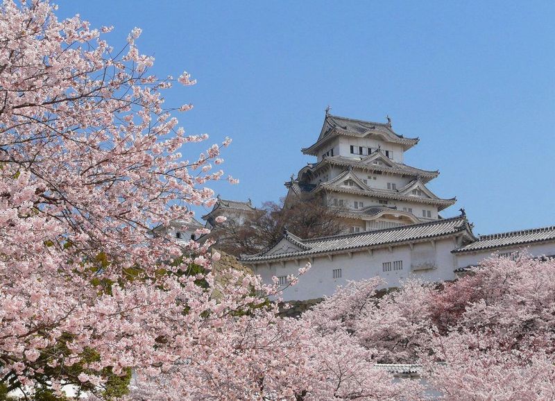 himeji castle sakura hanami di giorno