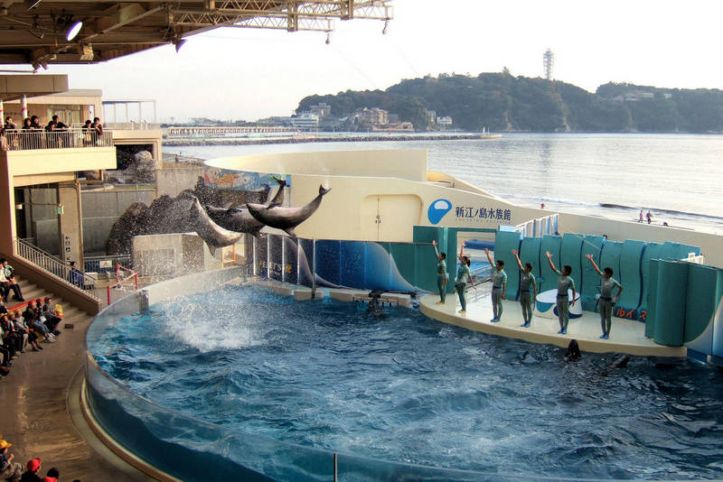 dolphins show at enoshima aquarium