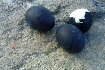 black boiled eggs in owakudani