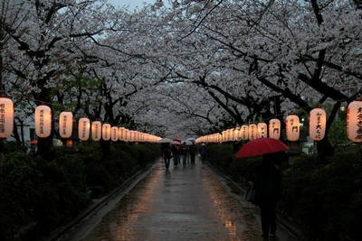 danzakura in kamakura during the cherry blossom