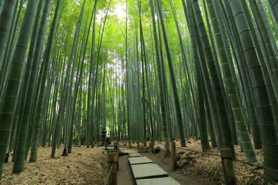 hokokuji temple's bamboo forest