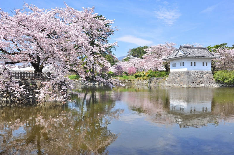 sakura at odawara castle park