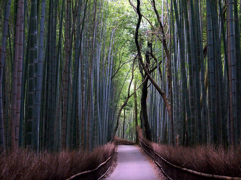 bamboo forest arashiyama kyoto