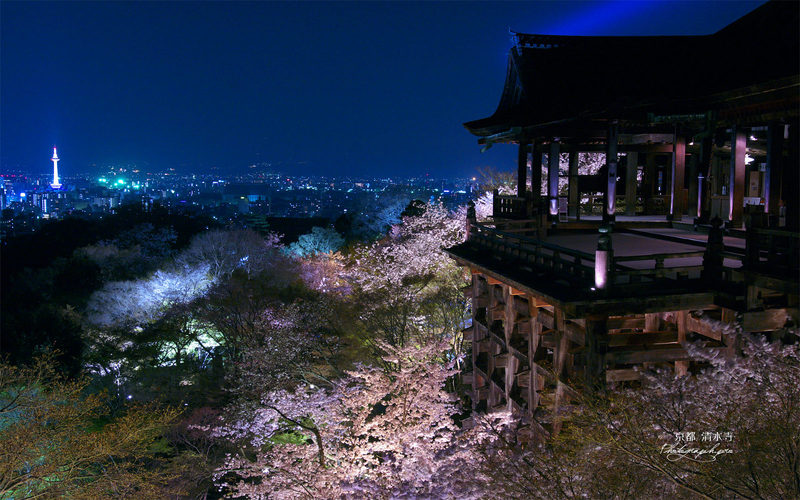 kiyomizudera night view cherry blossom higashiyama kyoto