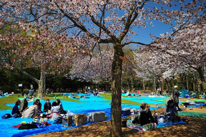 maruyama park picnics higashiyama kyoto