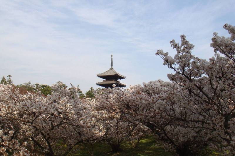 temple ninnaji omuro sakura kyoto