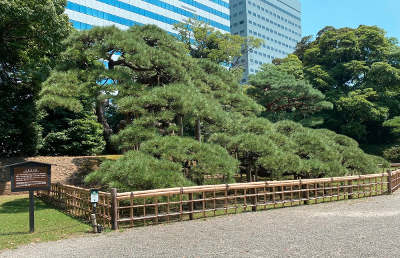 hamarikyu Three-hundred-year pine