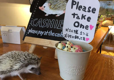 harajuku hedgehog cafe