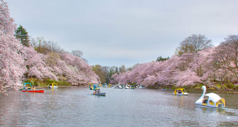 parco di inokashira a kichijoji primavera