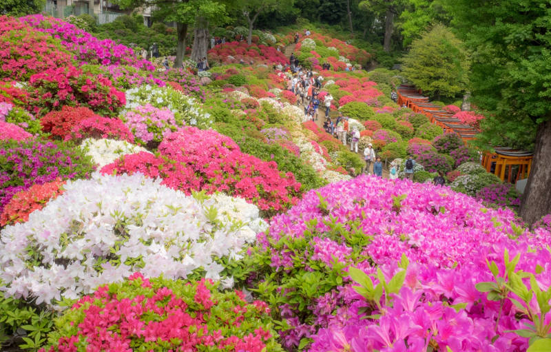 nezu azalea festival tokyo