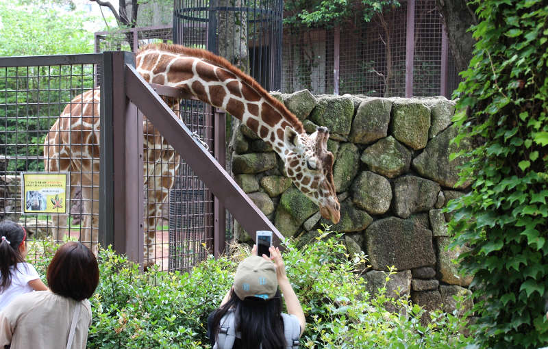 ueno zoo giraffe